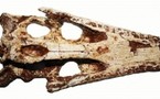 Découverte d'un fossile de crocodile vieux de 100 millions d'années