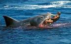 Egypte: attaques de requin en mer Rouge, trois touristes russes mutilés