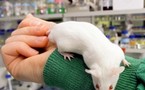 Des chercheurs japonais ont donné naissance à une "souris gazouilleuse"