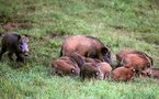 Des sangliers entrent dans une bijouterie et sont chassés par la gérante