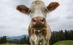 Un cas de vache folle détecté dans une ferme écossaise