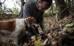 En Italie, les chiens truffiers ont leur propre "université"