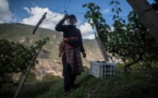 Face à l'Himalaya, un vin chinois vole "au-dessus des nuages"