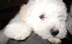 Mark Zuckerberg a créé une page Facebook... pour son chien