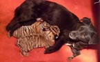 Une chienne nourrit deux bébés tigres rejetés par leur mère