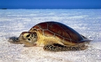 "Sous le signe de la tortue": au secours d'une espèce menacée (diffusion le 11 juin sur France 5)