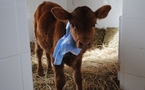 Argentine: une vache clonée pour produire du lait maternel humain