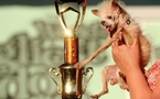 Le chien le plus moche du monde s'appelle Yoda