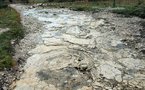 France: record du monde de la plus longue succession de pas d'un dinosaure