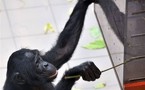 Belgique: une femelle bonobo sacrée "singe le plus intelligent du monde"