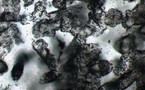 Des fossiles de microbes datant de 3,4 milliards d'années découverts en Australie