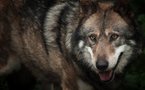 Une femme mordue par un loup qu'elle gardait chez elle