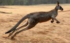 Une Australienne agressée par un kangourou en sortant ses chiens