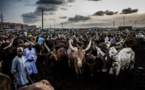 Nigeria: comment répondre à la demande en viande de 200 millions d'habitants ?