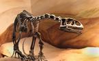 De petites empreintes découvertes près d'un ancien nid de dinosaures