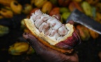 Cacao: les petits planteurs ivoiriens entre pauvreté et découragement