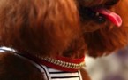 Sa maîtresse l'enterre avec des diamants: la tombe d'un caniche profanée