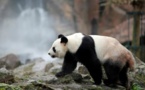 Le zoo de Beauval rêve d'une prolongation pour les pandas chinois
