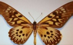 Expédition en Afrique sur les traces d'un des plus grands papillons du monde