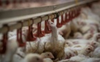 La Pologne: milliardaire en poulets et championne d'Europe d'élevage de volaille