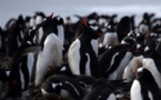 Cinq choses à savoir sur la faune en Antarctique 