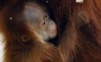 Une grand-mère orang-outan trop possessive