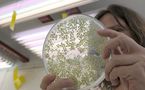Un gène résistant à la sécheresse: révolution biotechnologique en Argentine