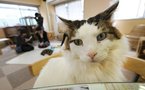 Autriche: un premier "café à chats" ouvre ses portes à Vienne