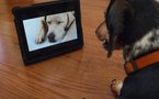 "Dog TV", ou quand la télé, c'est pour les chiens