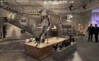 Les dinosaures, reptiles à sang chaud ?