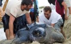 Une tortue géante découverte sur une plage en Camargue