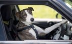 En Nouvelle-Zélande, des chiens prennent le volant