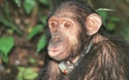 Les "chimpanzés" meilleurs que les hommes pour investir en Bourse