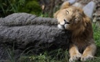 De la crème glacée pour les animaux du zoo de Zurich