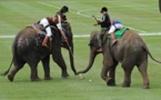 Jouer au polo en Thaïlande, oui, mais à dos d'éléphants
