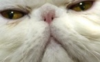 Iran: un chat persan candidat pour un vol dans l'espace