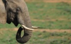 Les réseaux sociaux chinois au secours des éléphants et des rhinos massacrés