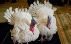 Thanksgiving: Obama sacrifie à la tradition et gracie deux dindes