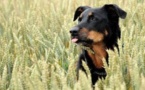 Les chiens s'orientent grâce à une sorte de boussole interne