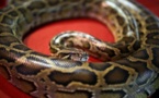 Hong Kong: un chien sauvé des anneaux d'un python par sa maîtresse