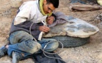 Maroc: les fossiles d'Erfoud, un trésor préhistorique en danger