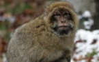 Un singe capturé en région parisienne