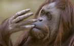 L'Argentine reconnaît le droit à un orang-outan d'être libre