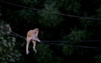Un riche couple d'Indiens décide de léguer sa fortune à son singe