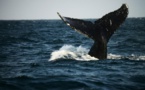 Canada: cinq morts et un disparu dans le naufrage d'un bateau d'observation des baleines