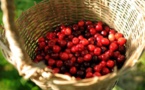La France suspend les importations de cerises traitées au diméthoate