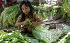 Indonésie: des milliers d'enfants employés dans les plantations de tabac